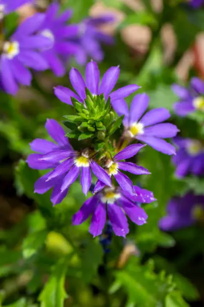 Purple color fan flower, scientific name; Scaevola Aemula