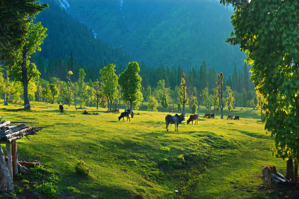istock Some cows and sheep's in a green forest place 1587445076