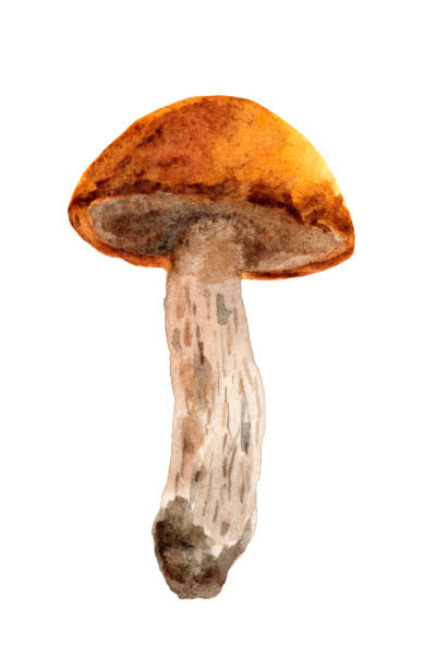 Forest edible mushroom boletus with an orange cap on a white background. Forest edible mushroom boletus with an orange cap. Watercolor illustration on a white background.  For recipes, packaging, autumn festival, harvest. Cepe stock illustrations