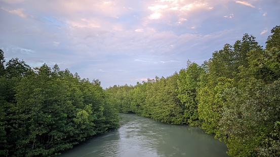 Natural Landscape of Mangrove Forests in Tropical Asia There is a Big River Flowing in the Middle