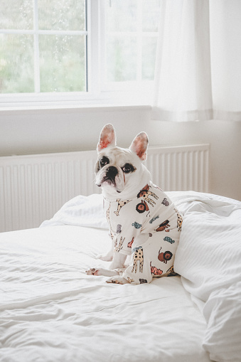 Cute Frenchie dog sitting on bed in animal prints pajamas