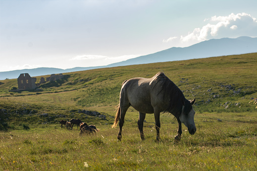 A wild horse stands out in a herd on the abundant mountain pasture in the afternoon sun