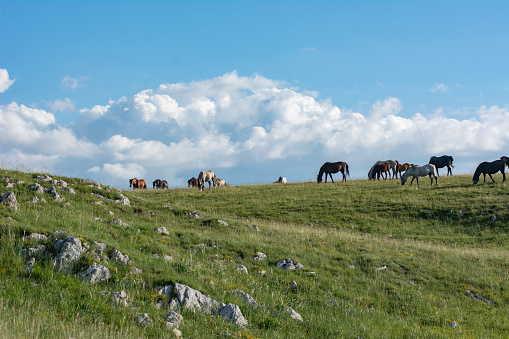 Wild horses graze on a mountain plateau in an idyllic scene with cumulus clouds and a blue sky in the background