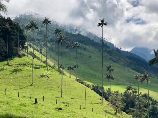 istock Wax Palms in the Cocora Valley 1587477669