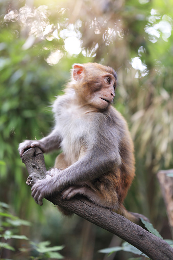 Wildlife Monkey Portrait