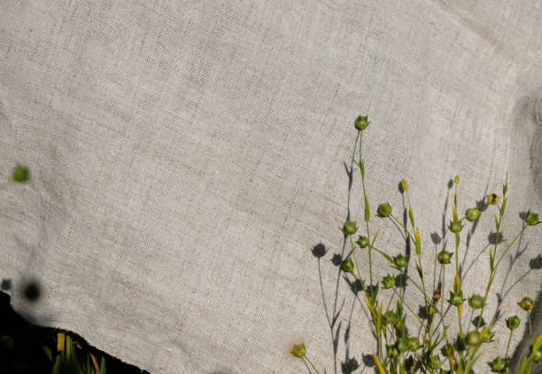 istock Green flax seed pods. Linen canvas background. 1587484335