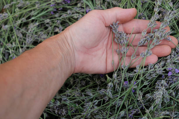 istock Lavender raw materials in a woman's hand. 1587484339