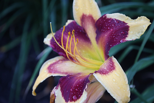 Raindrops cover a Daylily flower after a shower.  This photograph was taken in Montreal in the summer.  The stamens of this flower reach out for the sky.