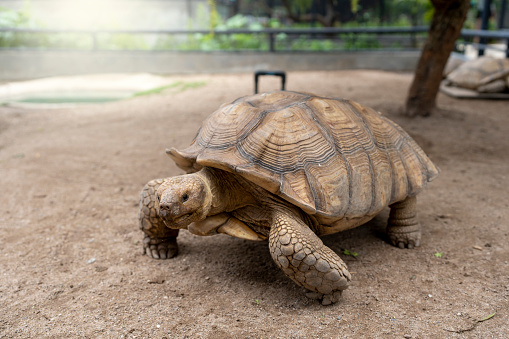 Aldabra tortoise crawling in the sand.