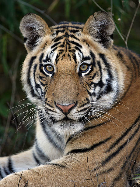 istock Portrait of Royal bengal tiger 158750162