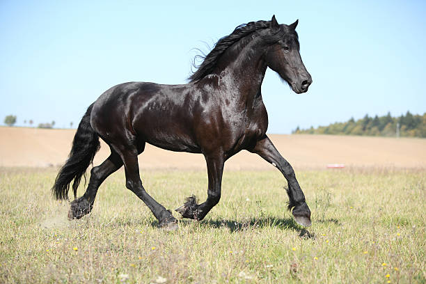 istock Black friesian mare 158750219
