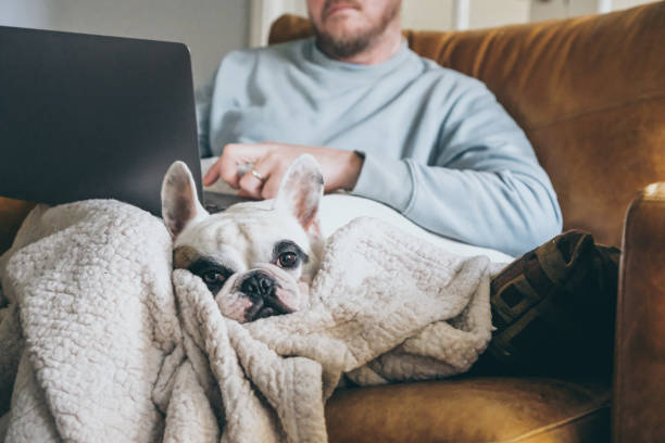 istock Man working on laptop with his Frenchie dog by his side 1587502557