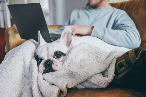 istock Man working on laptop with his Frenchie dog by his side 1587502559