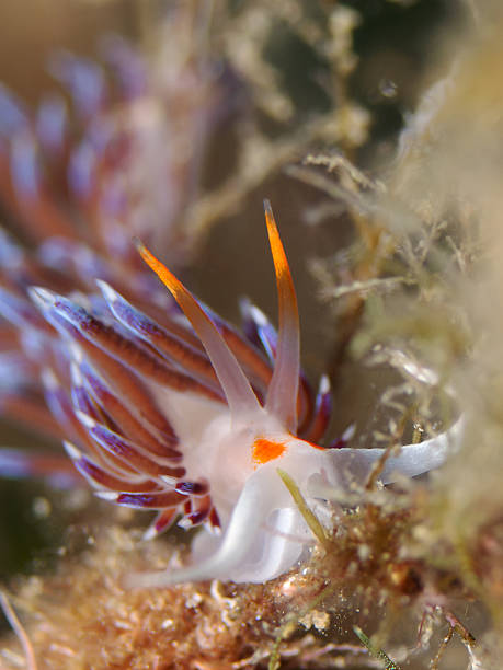 istock Sea slug, Nudibranch (Cratena peregrina) 158750449