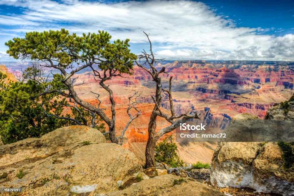 Grand Canyon - Lizenzfrei Abgestorbene Pflanze Stock-Foto