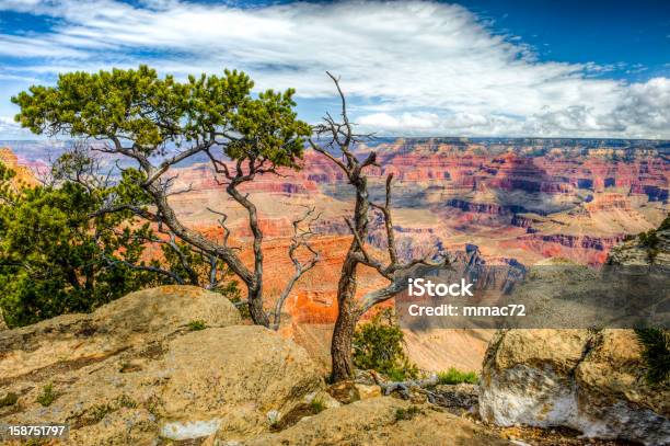 Grand Canyon Stockfoto und mehr Bilder von Abgestorbene Pflanze - Abgestorbene Pflanze, Arizona, Baum