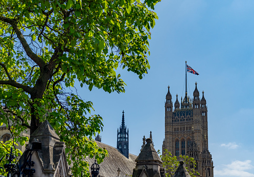 The palace of Westminster and Elizabeth tower through trees.