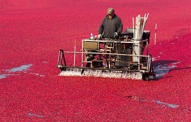 Farmer Preparing His Ripe Red Bog for Cranberry Fruit Harvest