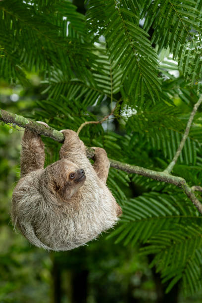istock Brown-throated sloth (Bradypus variegatus), three-toed sloth - stock photo 1587529199