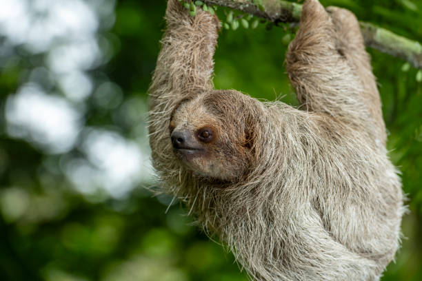 istock Brown-throated sloth - stock photo 1587529277