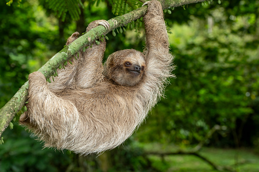 Brown-throated three-toed sloth  (Bradypus variegatus) on tree, Costa Rica - stock photo