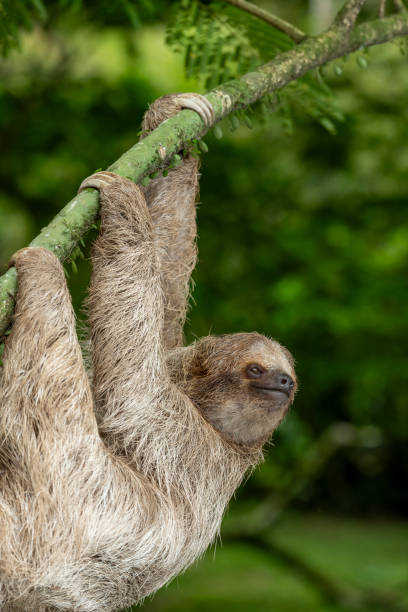 istock Brown-throated sloth (Bradypus variegatus), three-toed sloth - stock photo 1587529426