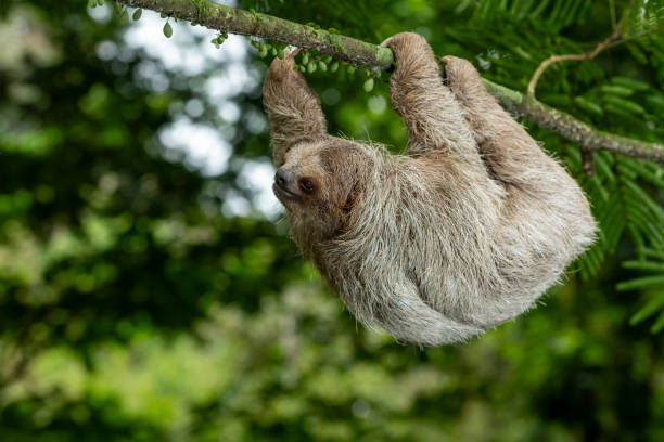 istock Brown-throated sloth - stock photo 1587529813