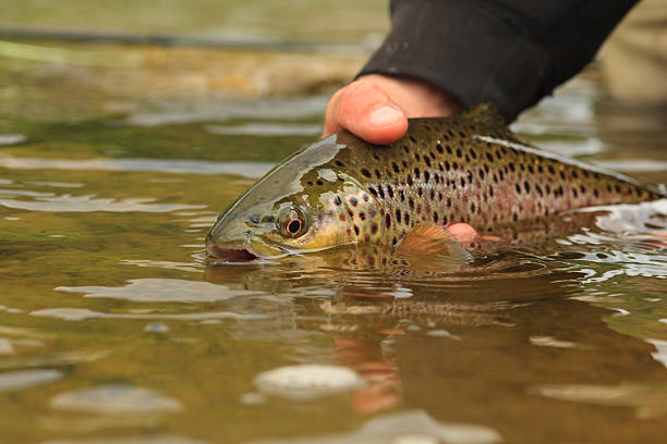 brown trout-release - brown trout stock-fotos und bilder