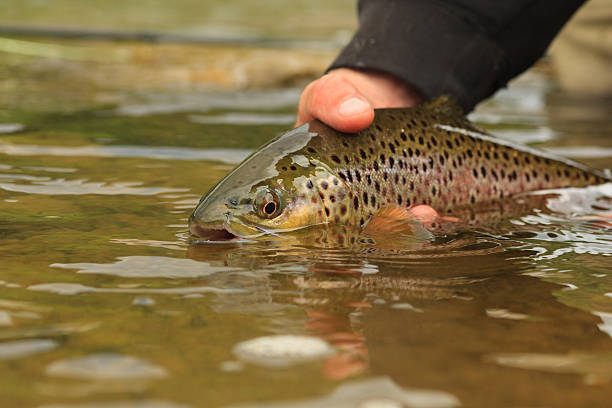 브라운송어 풀어주다 - brown trout 뉴스 사진 이미지