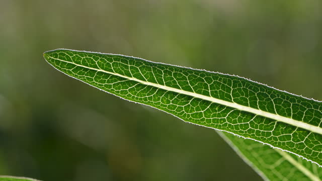 Macro 4K video of wild plant leaf veins