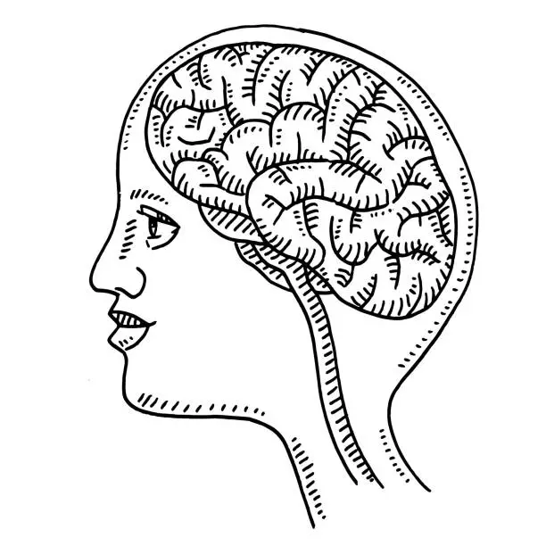 Vector illustration of Head Human Brain Cross Section Drawing