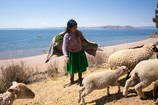 Llachon, Peru; 1st January 2023: Local people from the Llachón peninsula province on Lake Titicaca with their herd of sheep.