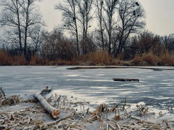 Photo of A river in winter, ice on the surface and a small thaw, dry reeds turn yellow on the shore, bare trees stand