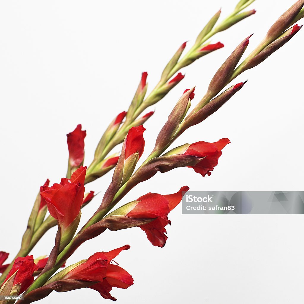 Gladiole diagonal - Zbiór zdjęć royalty-free (Bez ludzi)