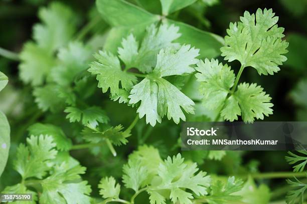 Fresh Organically Grown Cilantro Or Coriander Leaves Stock Photo - Download Image Now