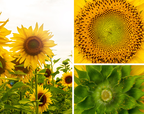 Botanically collage of different parts of a sunflower. Texture macro photo. natural flower background.