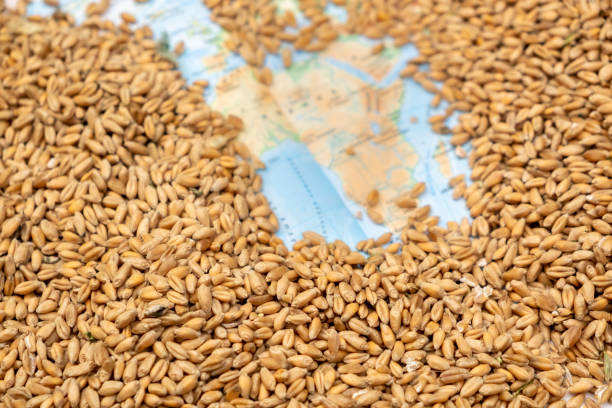 istock Wheat grains close up. Top view. Full frame, blur and selective focus 1587553030