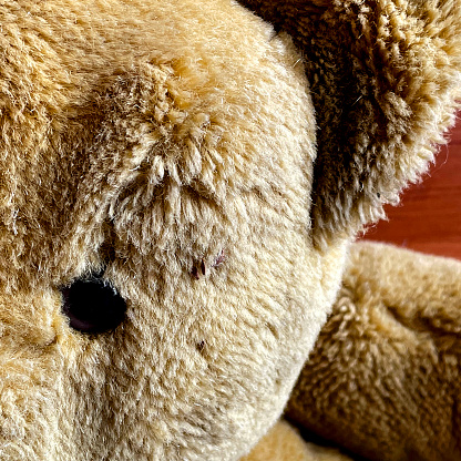 A large lonely ivory-colored teddy bear sits against a white background. Foreground.