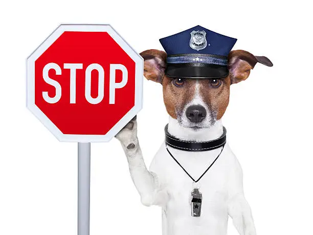 Photo of Police dog wearing cap holding up a stop sign