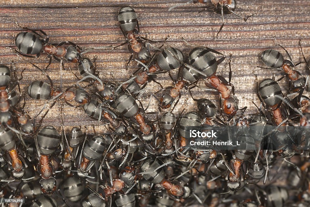 Wood ants (Formica rufa) Infestazione sulla vecchia casa in legno - Foto stock royalty-free di Formica