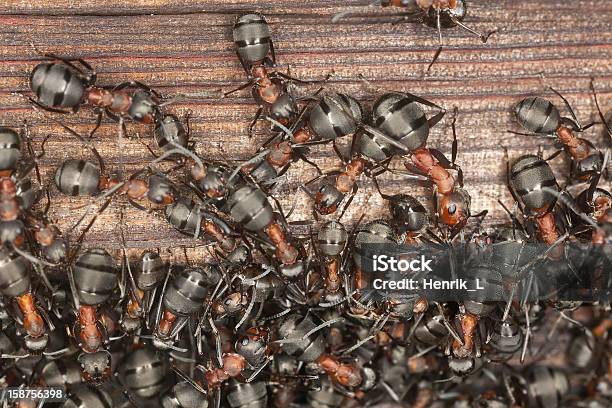 Wood Ants Infestazione Sulla Vecchia Casa In Legno - Fotografie stock e altre immagini di Formica