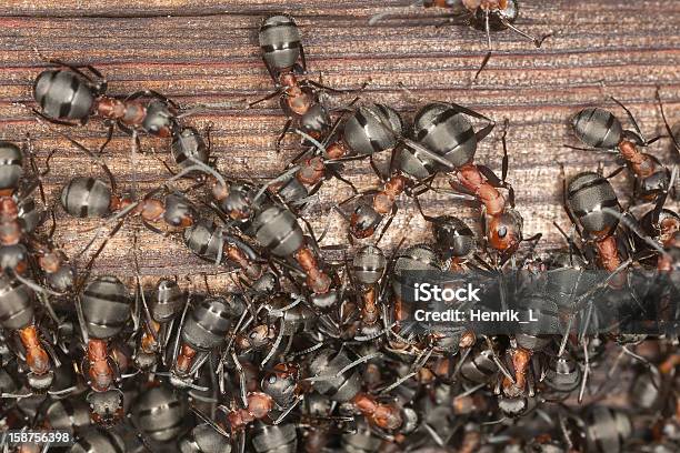 Madeira Formigas Infestação Na Antiga Casa De Madeira - Fotografias de stock e mais imagens de Formiga
