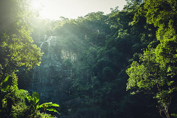 Floresta na selva de pedra com uma pequena cachoeira - foto de acervo