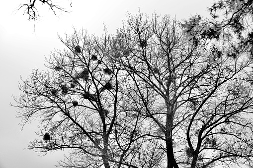 Dark creepy winter nature, black and white, black metal forest, spooky season