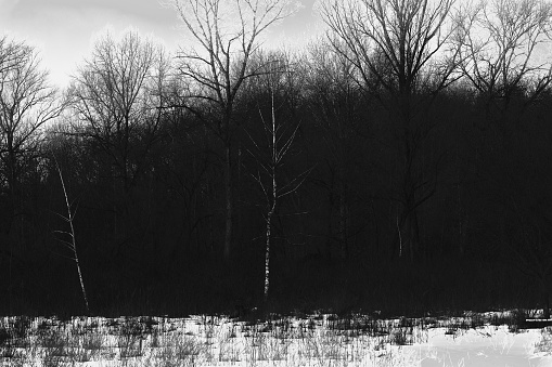 Dark creepy winter forest, black and white, black metal forest