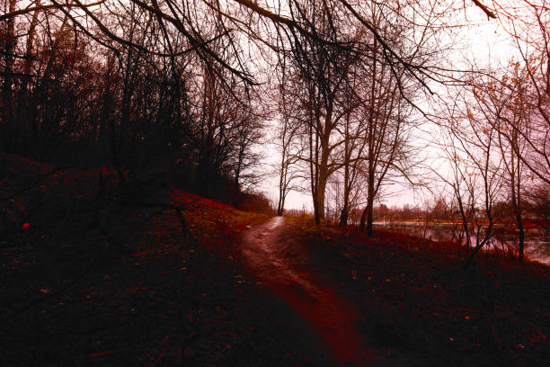Dark gloomy autumn forest, black and white, black metal forest