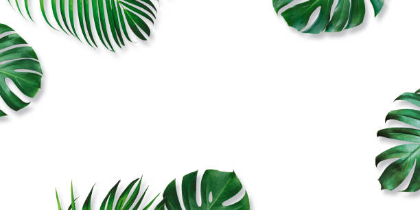 istock Summer tropical leaves on white background with copy space 1587591295