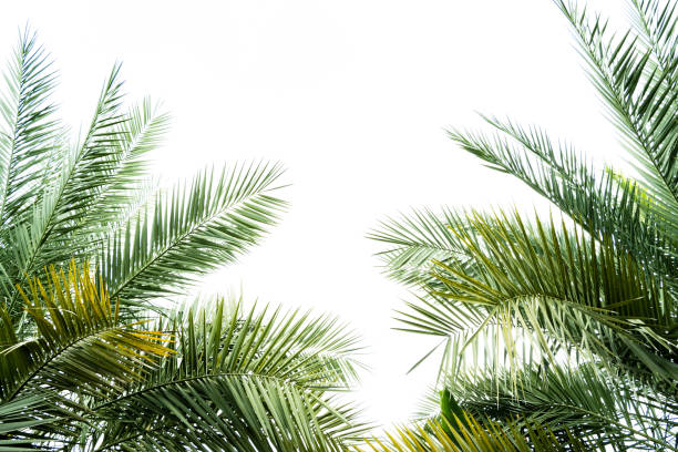 istock green palm fronds layout for summer and tropical nature concepts. 1587598759