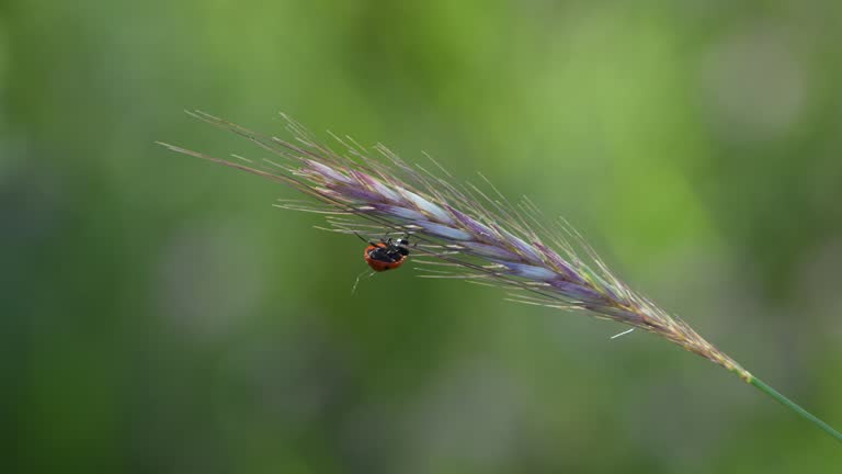 Close up 4K video of red ladybug on ear of grain