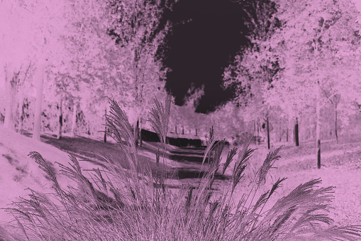 Abstract forest background in negative magenta effect